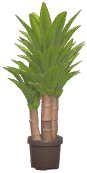 Potted Yucca