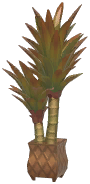 Potted Yucca