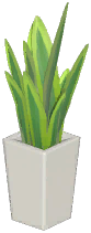 Snake Plant