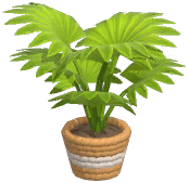 Potted Fountain Palm