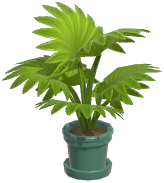 Potted Fountain Palm