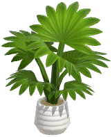 Potted Fountain Palm