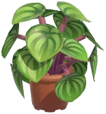 Potted Pepper Elder