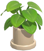 Potted Pepper Elder