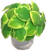 Potted Pepper Elder