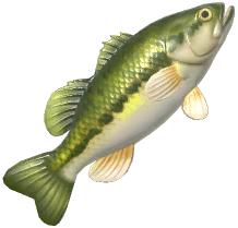 Largemouth Bass