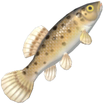 European Mudminnow