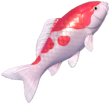 Koi