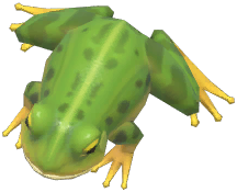 Edible Frog