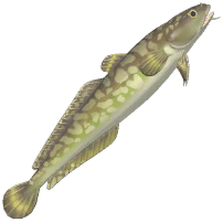 Burbot