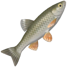 Common Chub