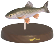 Certified Mark (Common Chub)
