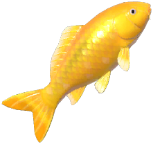 Golden Koi