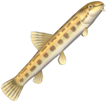 Spined Loach