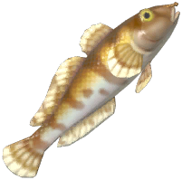 Goby