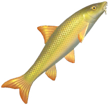 Barbel
