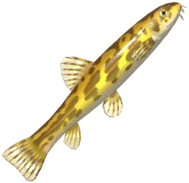 Stone Loach