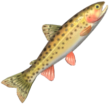Chum Salmon