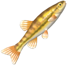 Minnow