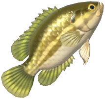 Mud Sunfish