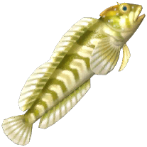 Freshwater Blenny