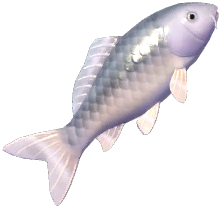 Gin Matsuba Koi