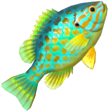 Pumpkinseed