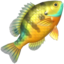 Bluegill
