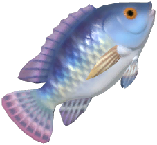 Tilapia