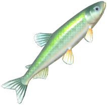 European Smelt
