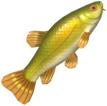 Tench