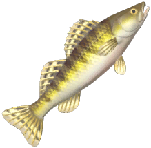 Zander
