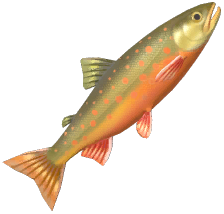 Arctic Char