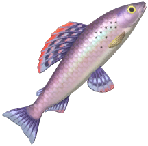 Grayling