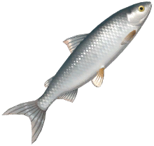 Common Whitefish