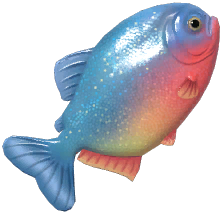 Red-Bellied Piranha