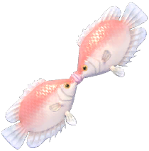 Kissing Fish