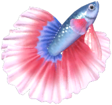 Blue & Red Betta