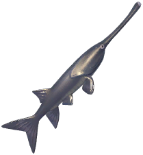 American Paddlefish