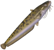 Amur Catfish