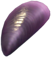Black Diamond Mussel