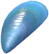Blue Diamond Mussel