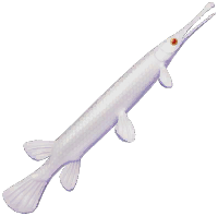 Silver Garfish