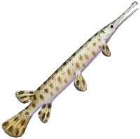 Brown Garfish