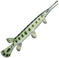 Black Garfish
