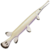 Pale Gold Garfish
