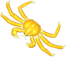 Golden King Crab