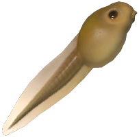 Tadpole