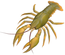 European Crayfish