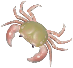 River Crab